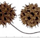Sweetgum (Liquidambar styraciflua), 2 year old, One plant 12-20 inches tall