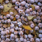 GINKGO BILOBA (Maidenhair Tree) 100+ fresh fertile viable Fruits/Seeds with pulp