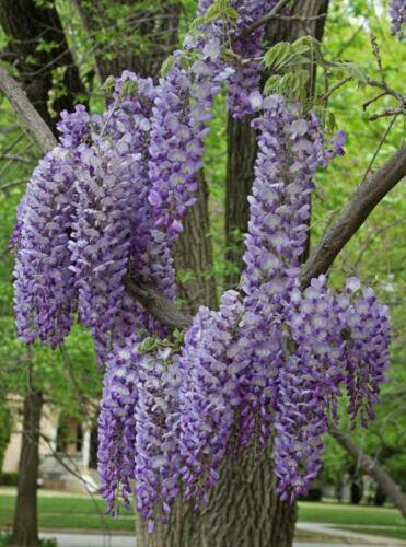 Wisteria sinensis 'Prolific', grafted 1 Year Old plant