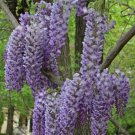 Wisteria sinensis 'Prolific', grafted 1 Year Old plant