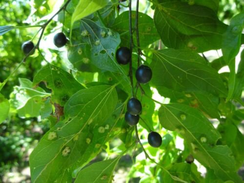 Common Hackberry (Celtis Occidentalis), 2-3 year old plant