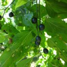 Common Hackberry (Celtis Occidentalis), 2-3 year old plant