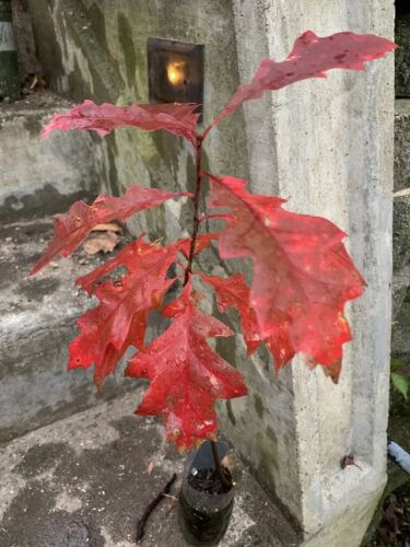 Northern Red Oak Quercus Rubra 1-2 year old