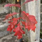 Northern Red Oak Quercus Rubra 1-2 year old