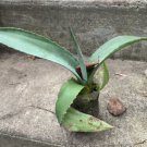 Agave americana one plant in one pot. 1 year old.