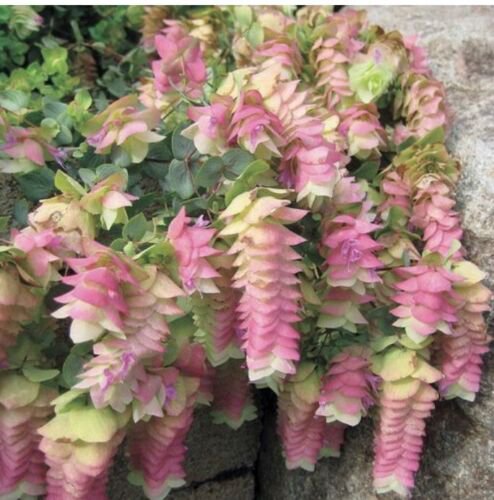 Ornamental Oregano 