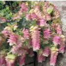 Ornamental Oregano 