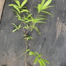 Willow oak (Quercus phellos) 2-3 year old plant, well rooted