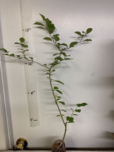 Wild male che tree 2-3 year old plant, Cudrania Tricuspidata