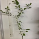Wild male che tree 2-3 year old plant, Cudrania Tricuspidata