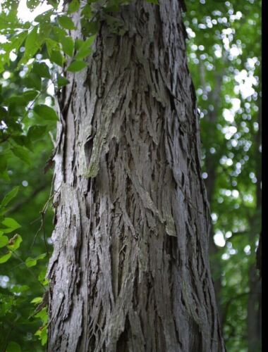 2-3 ft. tall Shellbark Hickory (Carya laciniosa) tree plant ,