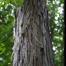 2-3 ft. tall Shellbark Hickory (Carya laciniosa) tree plant ,