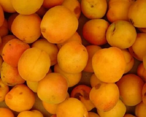 Chinese Apricot Mormon grafted 1 year old plant