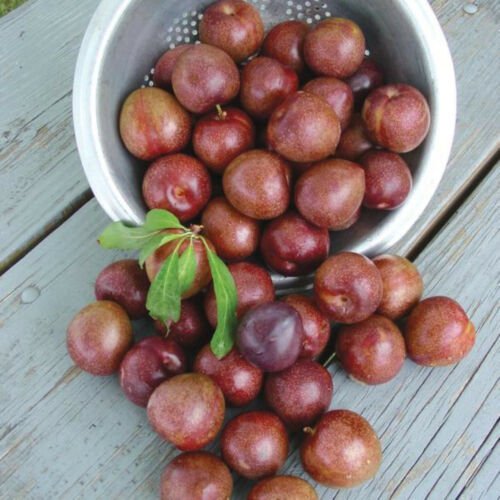 Ruby Red heart plum, 1 year old grafted plant.