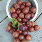 Ruby Red heart plum, 1 year old grafted plant.