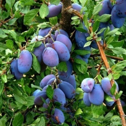 French Prune, bare root, 1 grafted plant 12-18 inches tall, 1 year old