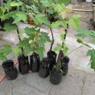 Silver Maple Acer saccharinum (dasycarpum) 1-2 years old