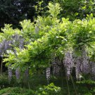 Wisteria floribunda ""Burford"", grafted plant 1 year old