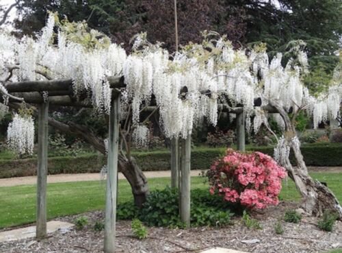 White Wisteria floribunda 