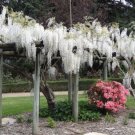 White Wisteria floribunda 