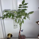 Mon Nishiki Japanese Variegated Wisteria. 1 year Old Grafted Plant