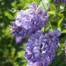 Wisteria frutescens 'Amethyst Falls', grafted 1 year old plant