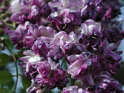 Wisteria floribunda Black Dragon (Double flowering variety) 1 yo grafted plant