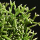 Coral Cactus (Rhipsalis cereuscula) 2.5