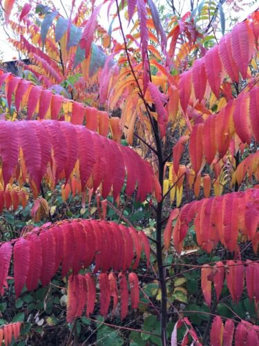Staghorn sumac 1-2 year old, Pink lemonade plant!! Bare root