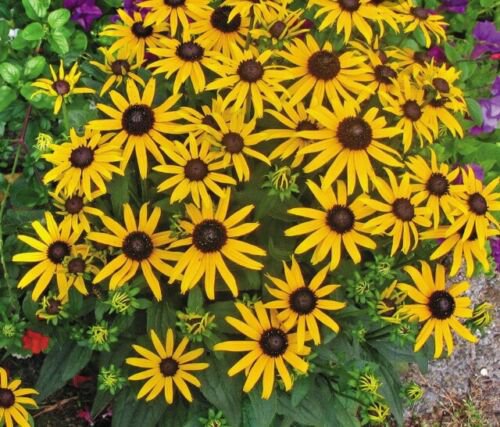 Two (2) Black-Eyed Susan Plants , Potted, 1 Year Old Perennial Tricuspidata