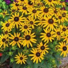 Two (2) Black-Eyed Susan Plants , Potted, 1 Year Old Perennial Tricuspidata