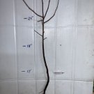 1 Plant Of Saskatoon Serviceberry 2-3 year old (Amelanchier) Bare Root Dormant