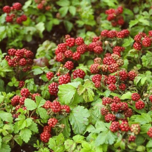 Arctic Raspberries 