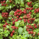 Arctic Raspberries 