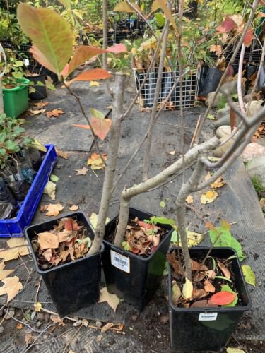 3-4 year old Aronia melanocarpa - Black chokeberry, plant bare root