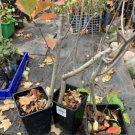 3-4 year old Aronia melanocarpa - Black chokeberry, plant bare root