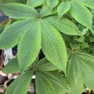 Yellow buckeye ( Aesculus flava ) 2 year old plant , 12-18 inches tall, BareRoot