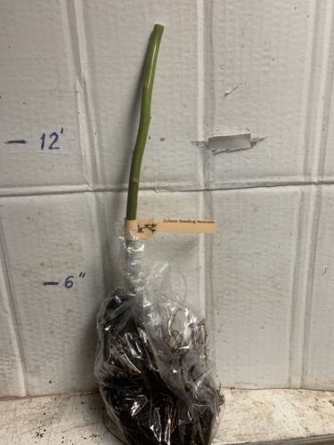 Avocado Zutano seedling 1 year old plant, shipped in pot with soil.
