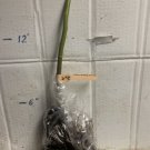 Avocado Zutano seedling 1 year old plant, shipped in pot with soil.