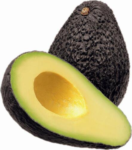 Hass avocado 1 year old seedling, sent with soil and container
