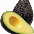 Hass avocado 1 year old seedling, sent with soil and container