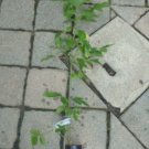 1 plant of ""Boxelder"", 2 year old