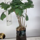 6+ ginkgo biloba plants 1 year old