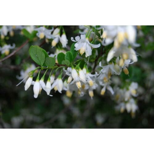 Styrax wilsonii (Wilson's Snowbell) 1 live plant, Bare root