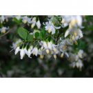 Styrax wilsonii (Wilson's Snowbell) 1 live plant, Bare root