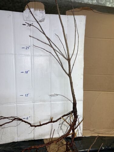 3 year old bare root plant Chokecherry (Prunus virginiana), 3 ft. tall