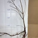 3 year old bare root plant Chokecherry (Prunus virginiana), 3 ft. tall