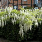 Wisteria sinensis Alba, grafted, 1 year old plant