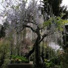 Wisteria floribunda Macrobotrys 6-12 inches tall RARE ITEM