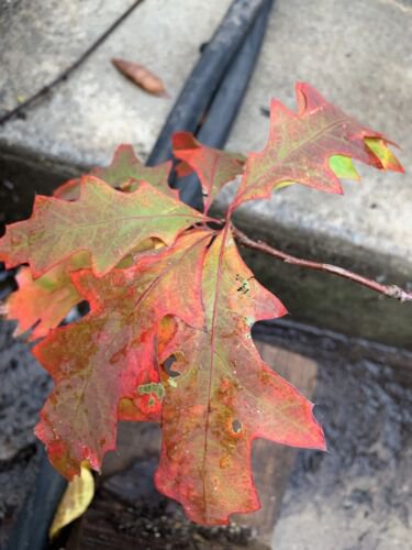 Exact plant 3-4 year old Northern Red Oak Quercus Rubra
